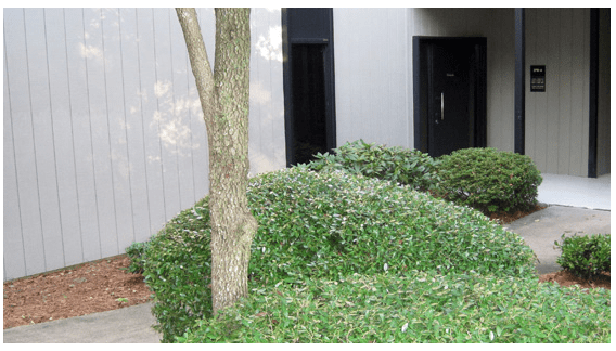 A Small Bush in Front of a Building, With a Door Visible Behind It.