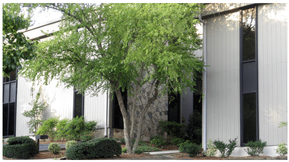 A Tree Stands in Front of a Building With an “Office” Sign Displayed Prominently.